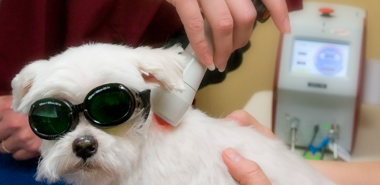 Laser therapy treatment for pets