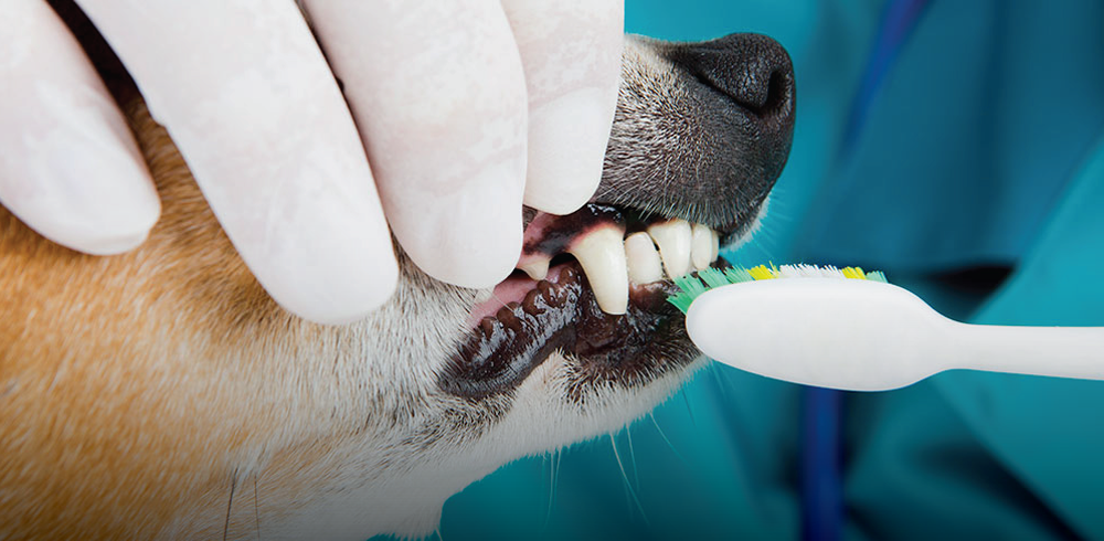 Pet Dentistry