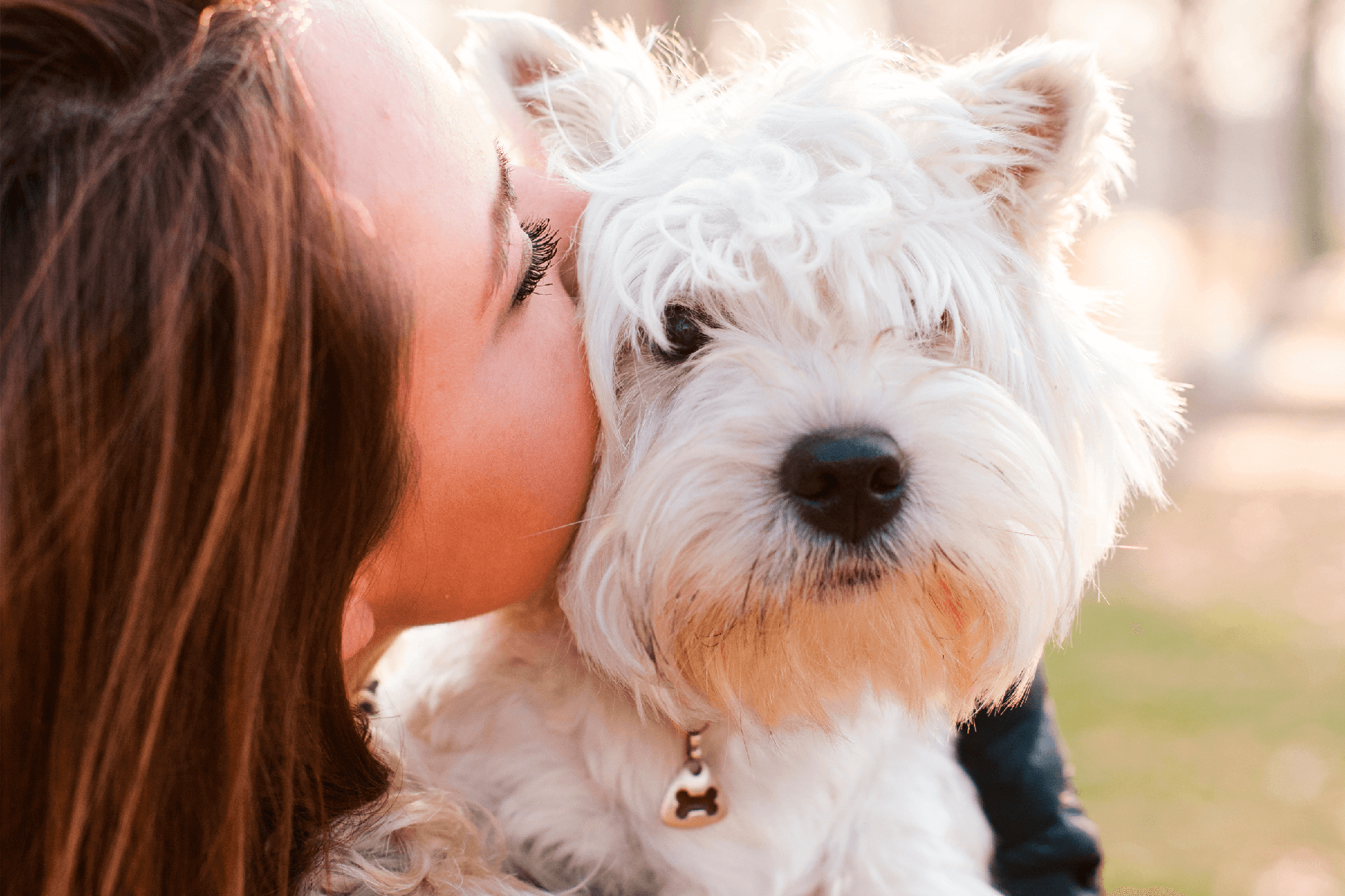 animal hospital of high park