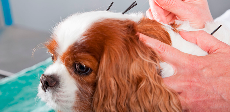 Acupuncture for pets