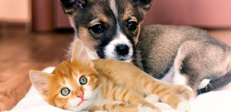 Puppy and kitten examinations