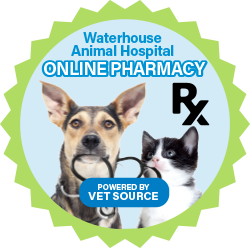 25 Top Pictures My Pets Animal Hospital Reviews / All Pets Animal Hospital 2402 North Carolina 172 Sneads Ferry Reviews And Appointments Topvet 25 Top Pictures My Pets Animal Hospital Reviews / All Pets Animal Hospital 2402 North Carolina 172 Sneads Ferry Reviews And Appointments Topvet